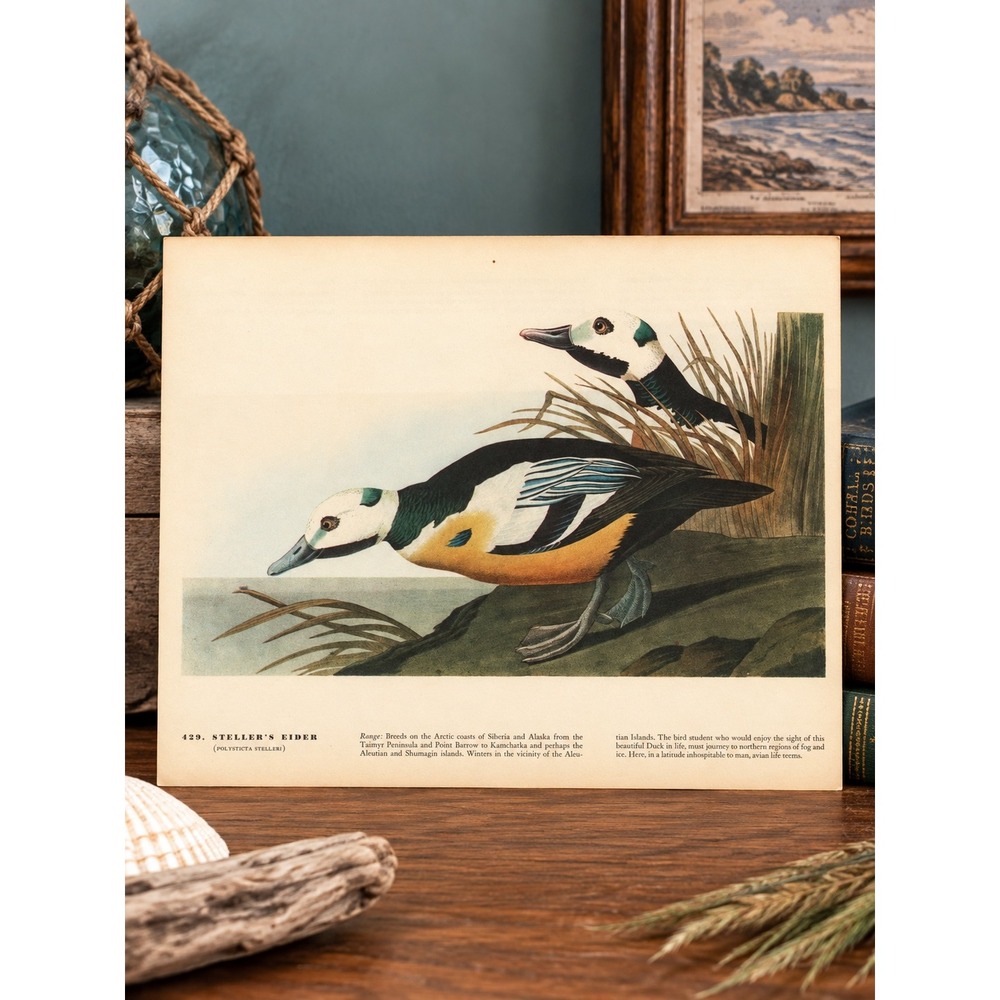 1941 Vintage Stellers Eider Print American Duck Art Illustration Audubon Coastal